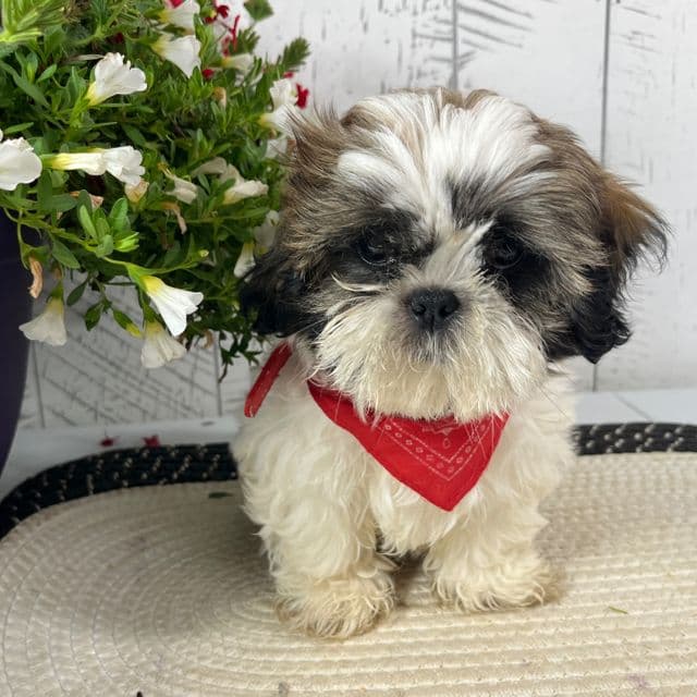 Freddy - Shih Tzu Male