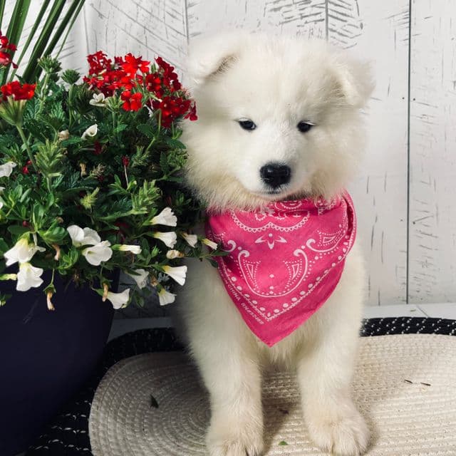 Bonnie - Samoyed Female