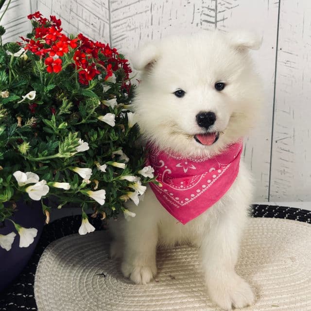 Chloe - Samoyed Female