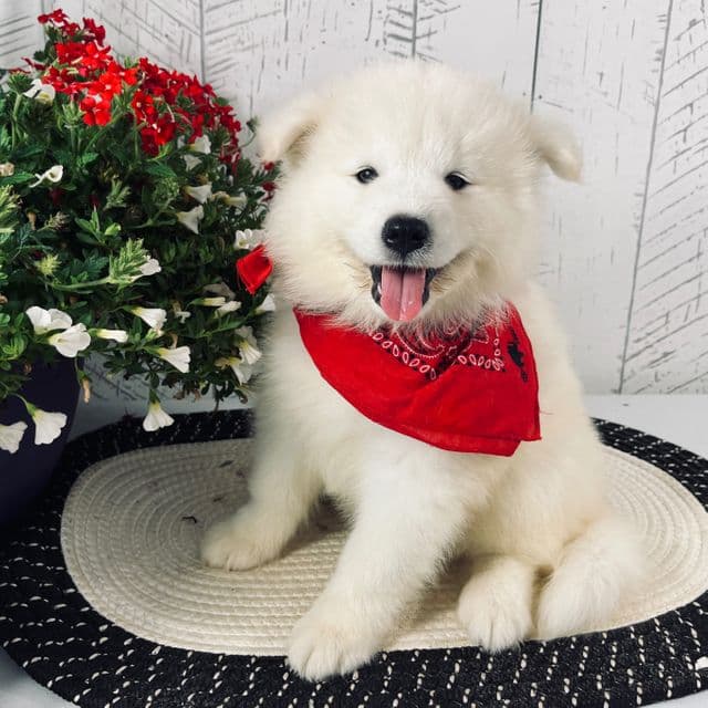 Perla - Samoyed Female