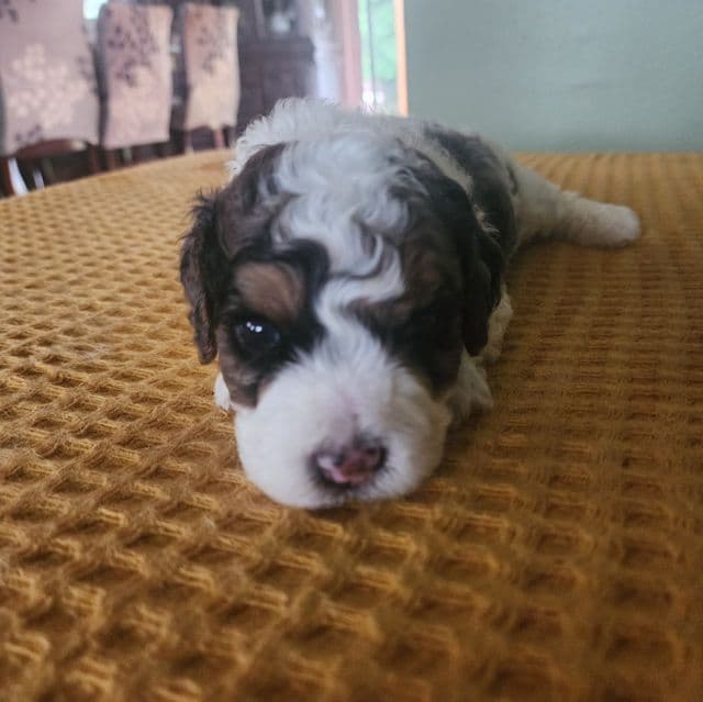 Calvin - Cavapoo Male