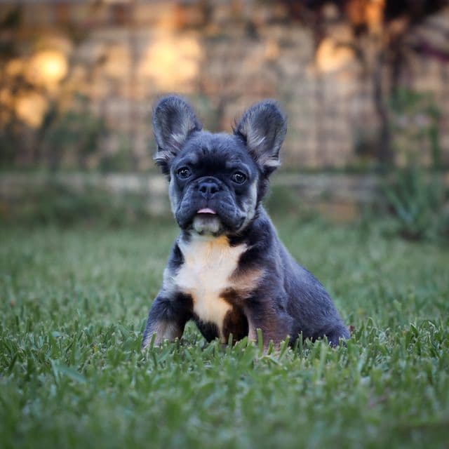Victoria - French Bulldog Female