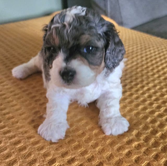 Hank - Cavapoo Male