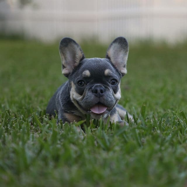 LULU - French Bulldog Female
