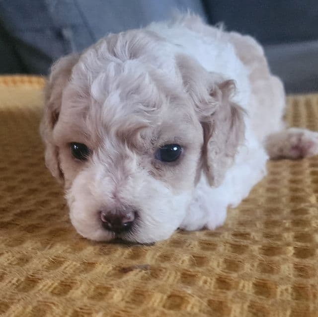 Lady - Cavapoo Female