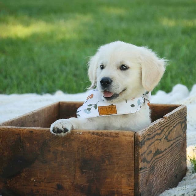 Tawny - Golden Retriever Female