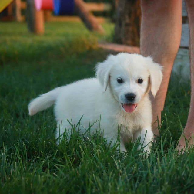 Tova - Golden Retriever Female
