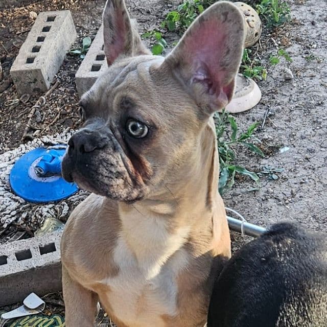Cosmo - French Bulldog Male