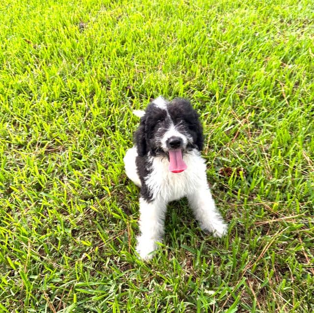 Jax - Labradoodle Male