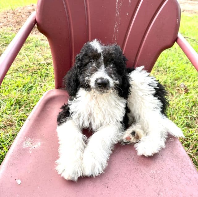 Jax - Labradoodle Male