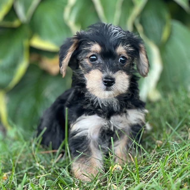 Tasha - Yorkipoo Female