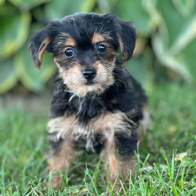 Tali - Yorkipoo Female
