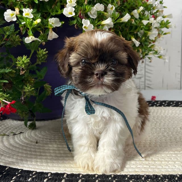 Boomer - Shih Tzu Male