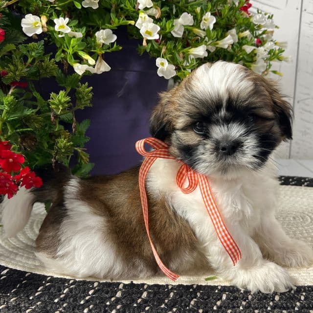 Cody - Shih Tzu Male