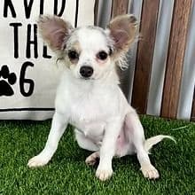 Luka - Chihuahua Male