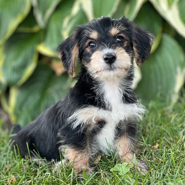 Tart - Yorkipoo Male