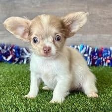 Lenny - Chihuahua Male