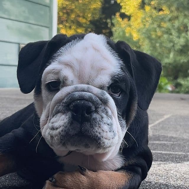 Lulu - English Bulldog Female
