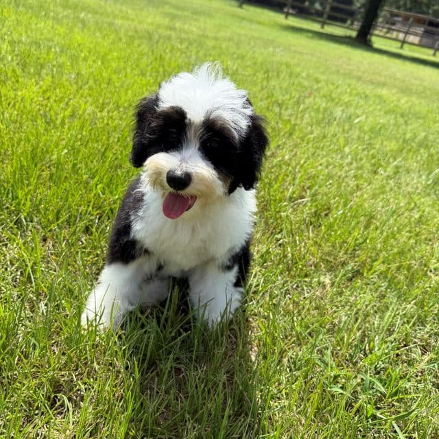 Elsa Purple Girl - Bernedoodle Female