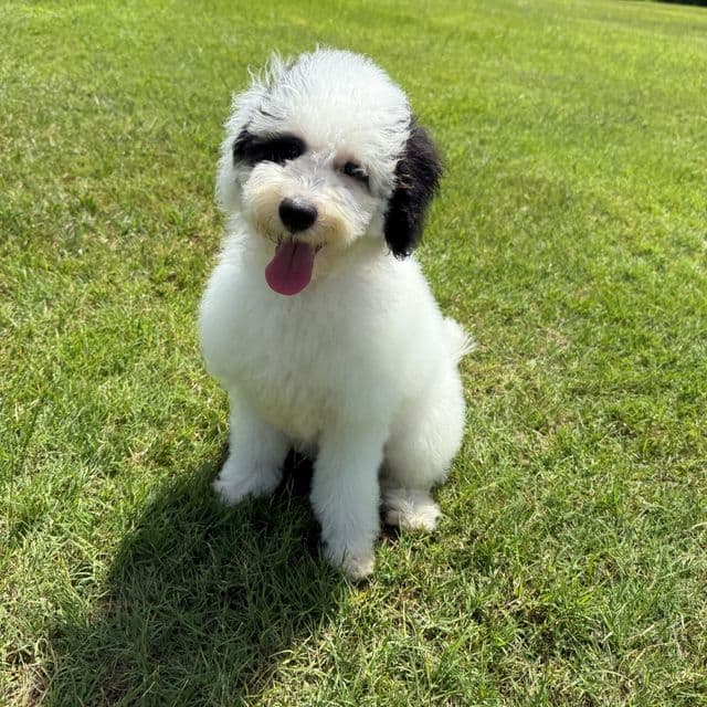 Elsa Pink Girl - Bernedoodle Female
