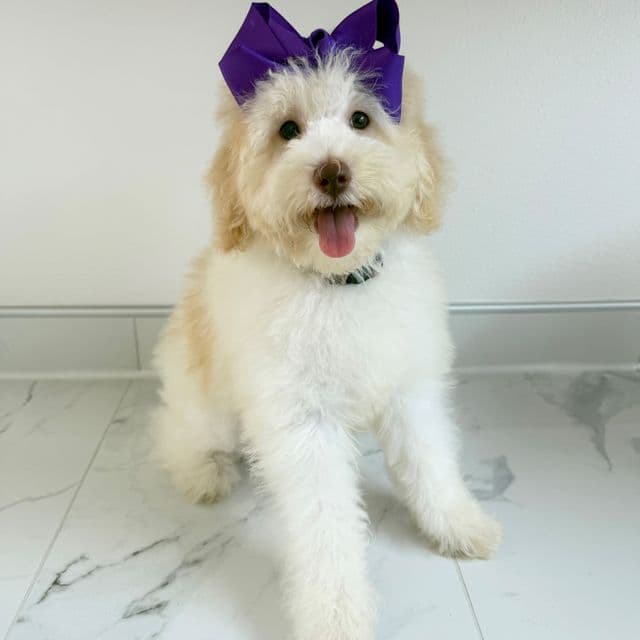 Gracie Purple Girl - Bernedoodle Female