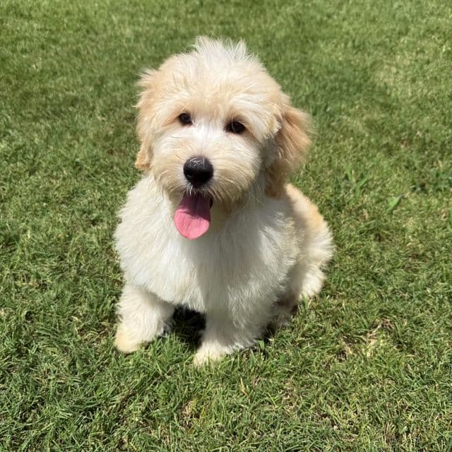 Gracie Pink Girl - Bernedoodle Female
