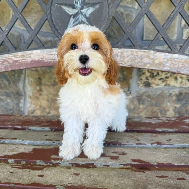 Mia Purple Girl - Cavapoo Female