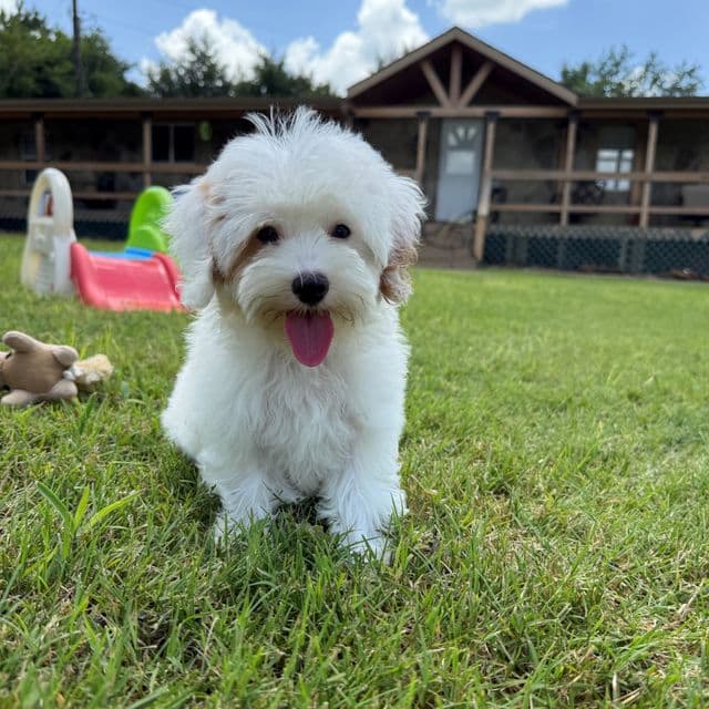Mia Green Boy - Cavapoo Male