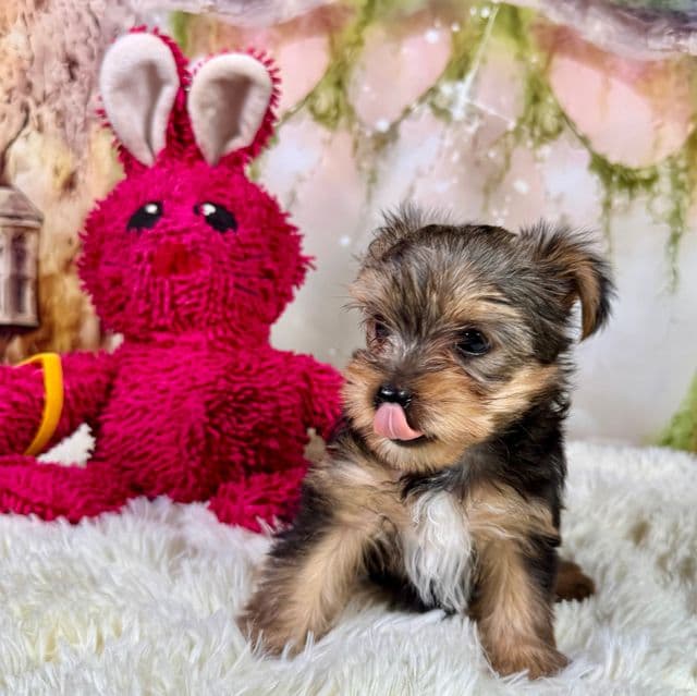 Charlie  - Yorkshire Terrier Male