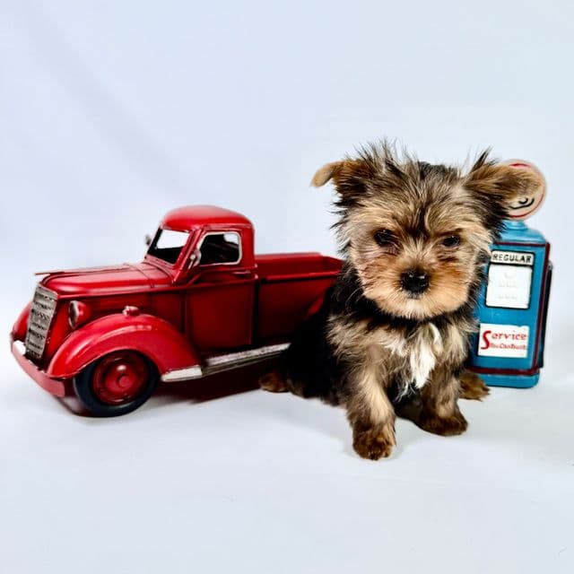 Chelsea - Yorkshire Terrier Female