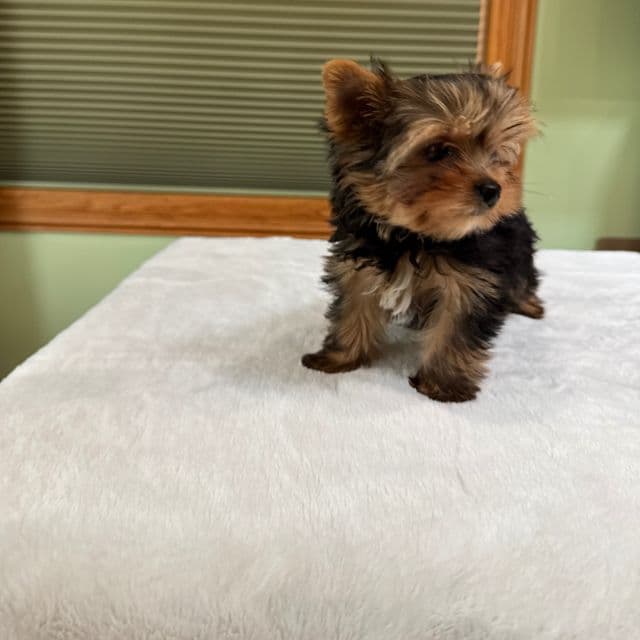 Chloe - Yorkshire Terrier Female