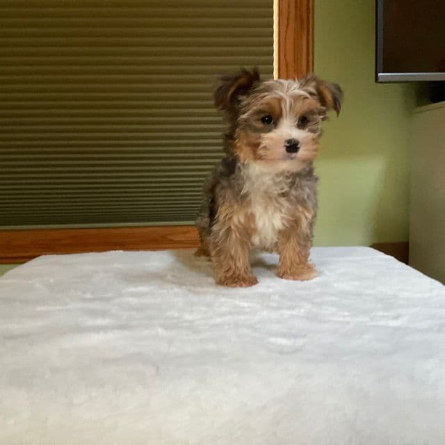 Ginger - Yorkshire Terrier Female