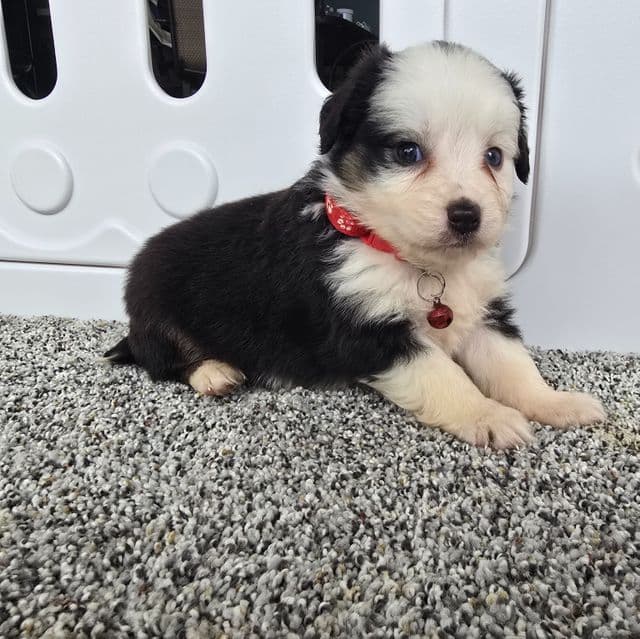 Rosco  - Australian Shepherd Male