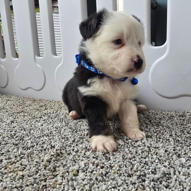 Ryder  - Australian Shepherd Male