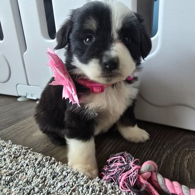 Paisley  - Australian Shepherd Female