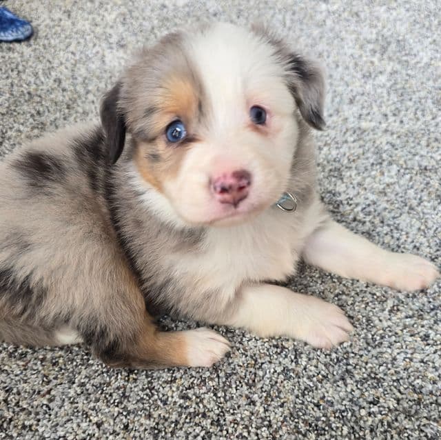Banjo - Australian Shepherd Male