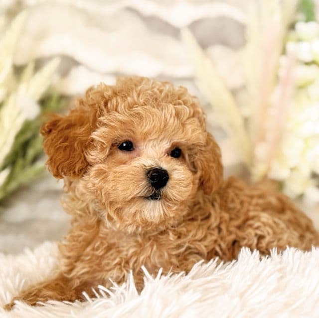 Green Collar Boy - Maltipoo Male