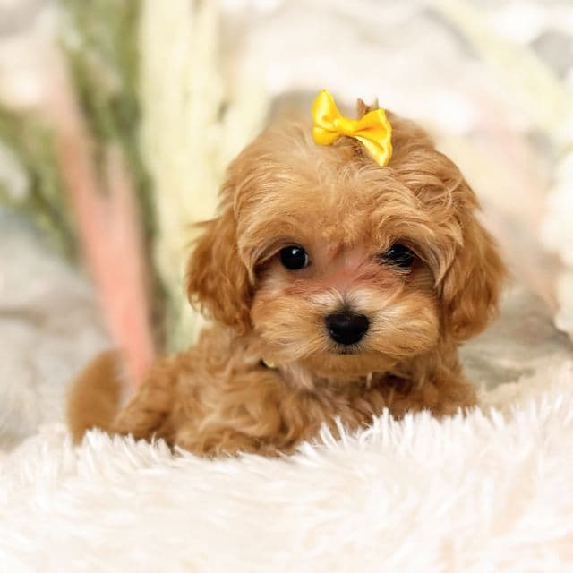 Yellow Collar Boy - Maltipoo Male