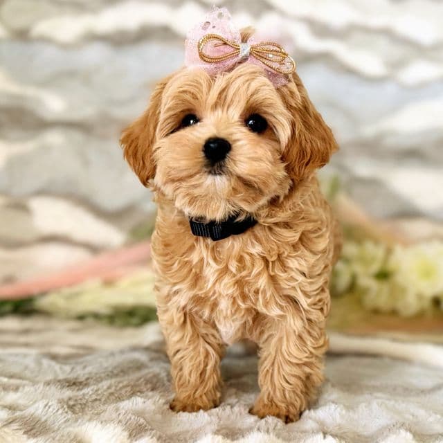 Dark Pink Collar Girl - Maltipoo Female
