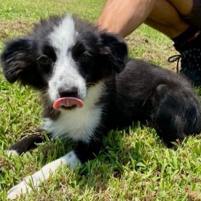 Pandy - Miniature American Shepherd (Mini Aussie) Female