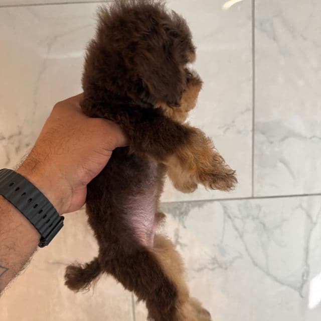REX - Toy Poodle Male