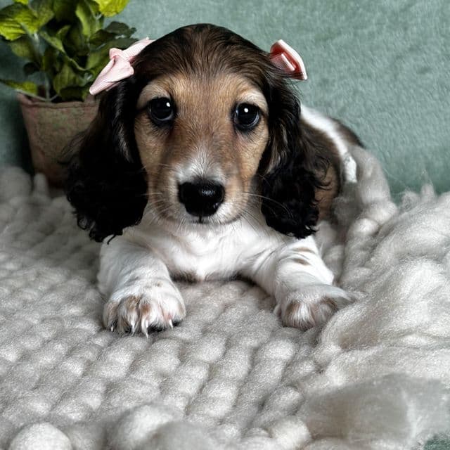 Cory - Dachshund Female