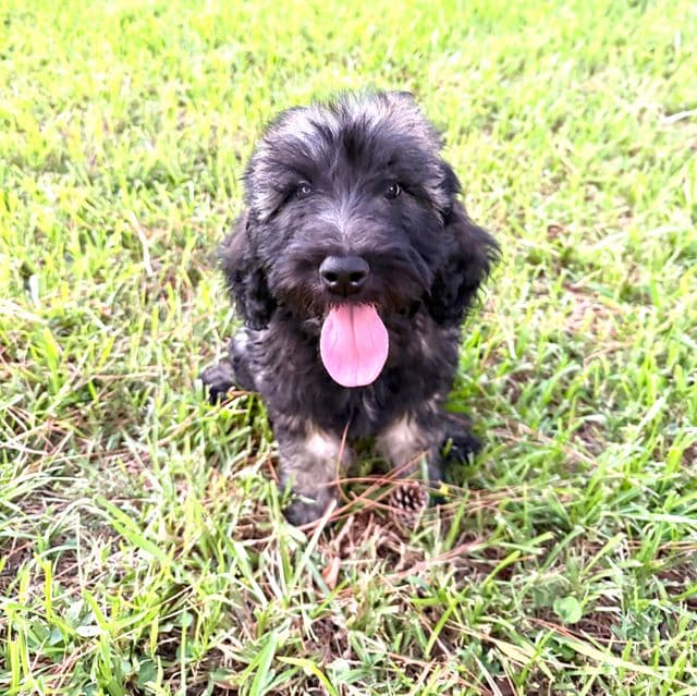 Willow - Labradoodle Female
