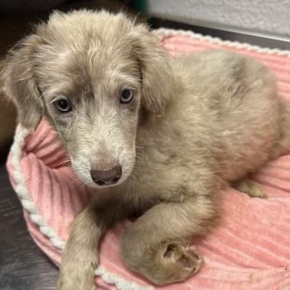 Lena - Aussiedoodle Female
