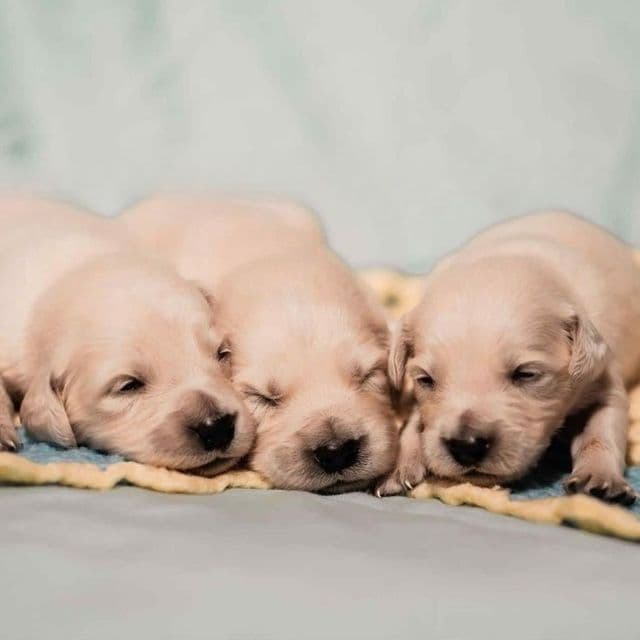 Boy 3  - Golden Retriever Male