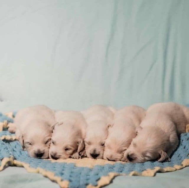 Girl 3 - Golden Retriever Female