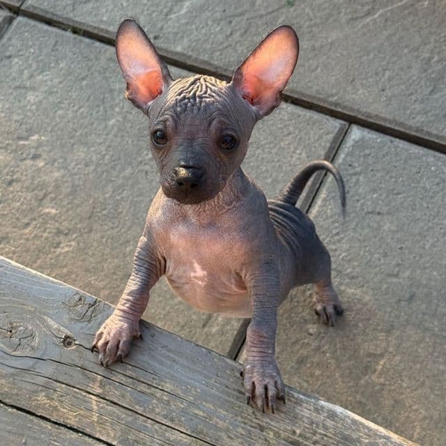 Pickle - Chihuahua Female