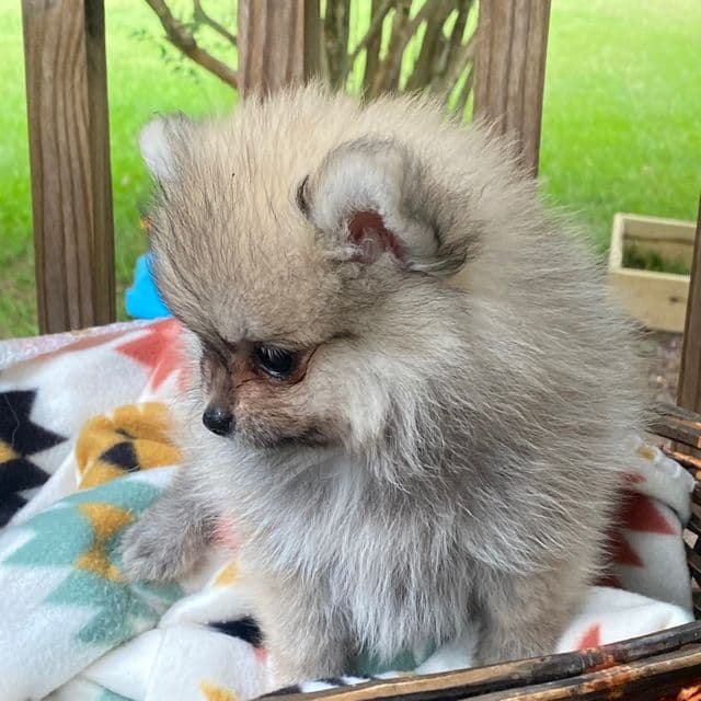 Mango - Pomeranian Female