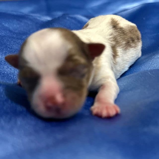 Chocoberry - chocolate Merle parti boy - Yorkshire Terrier Male