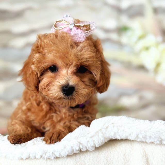 Purple Girl - Maltipoo Female